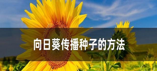 向日葵的浇水频率（了解向日葵的生长习性与正确浇水方式，让它健康成长）