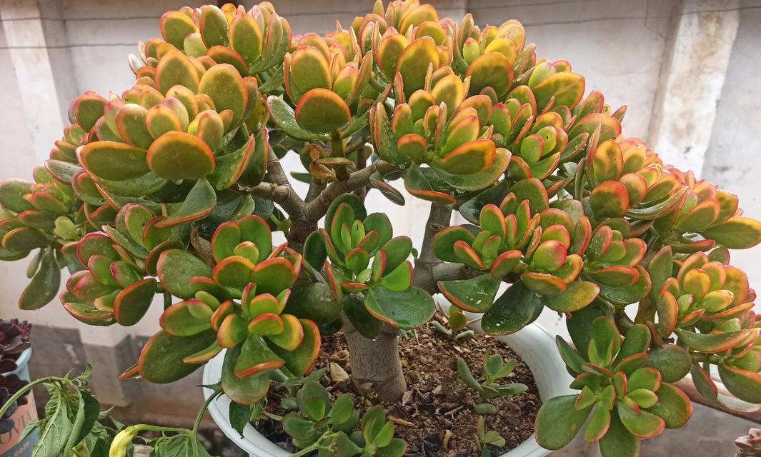 玉树花如何培育开花（打造美丽花园的关键）