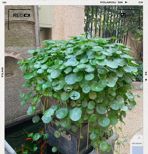 打造美丽水景，一起探寻水池植物之美（打造美丽水景，一起探寻水池植物之美）