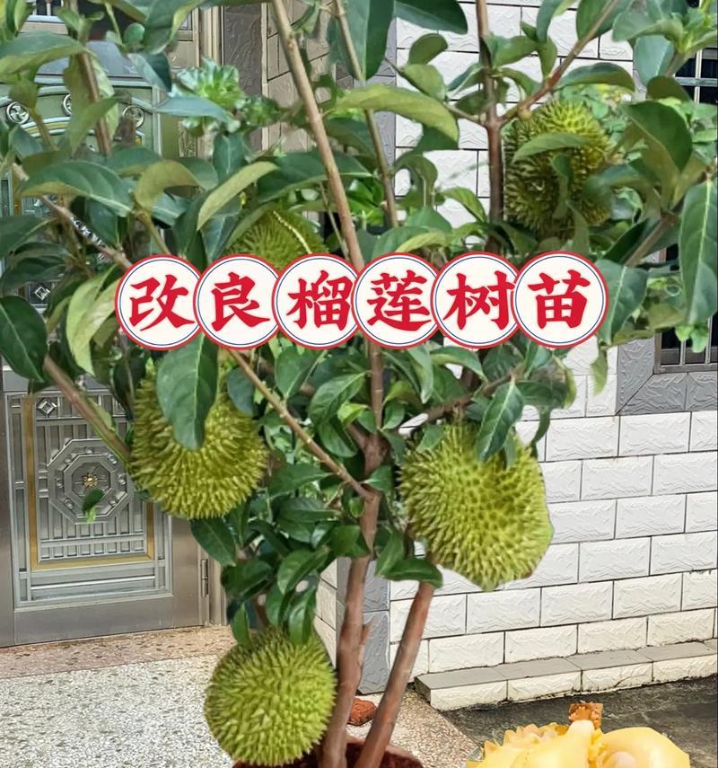 怎样种榴莲核？（盆栽爱好者的必备技能！）