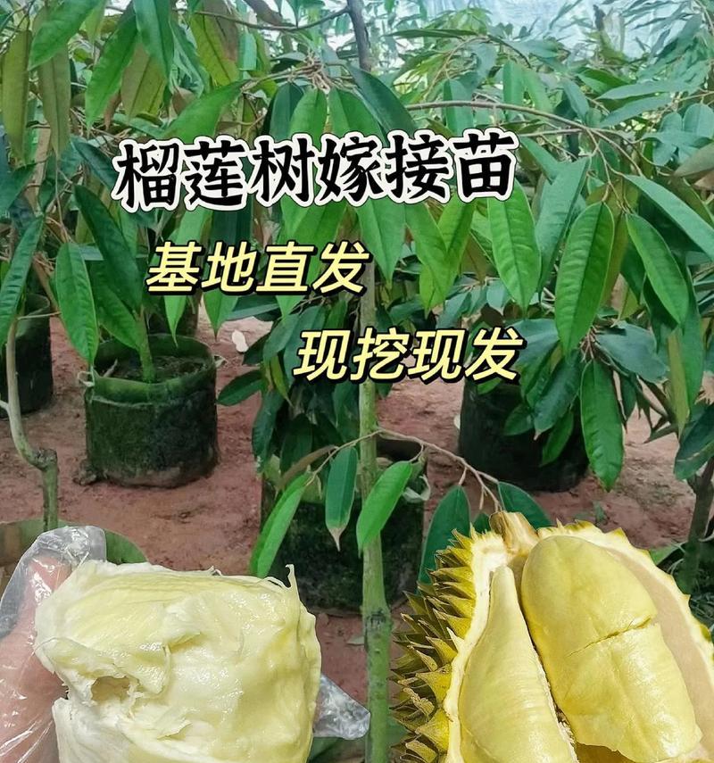 怎样种榴莲核？（盆栽爱好者的必备技能！）