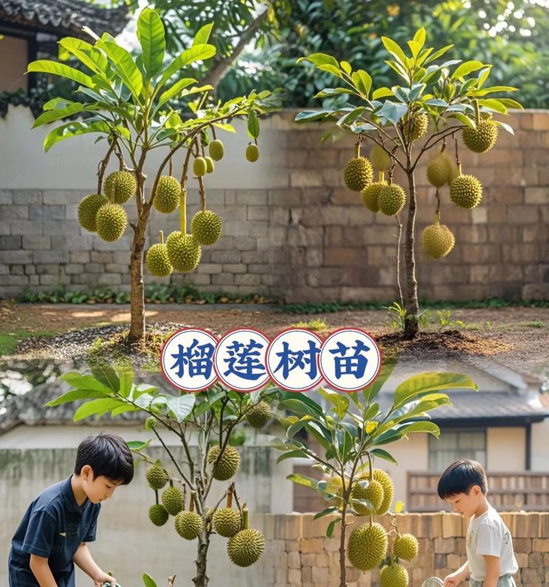 怎样种榴莲核？（盆栽爱好者的必备技能！）