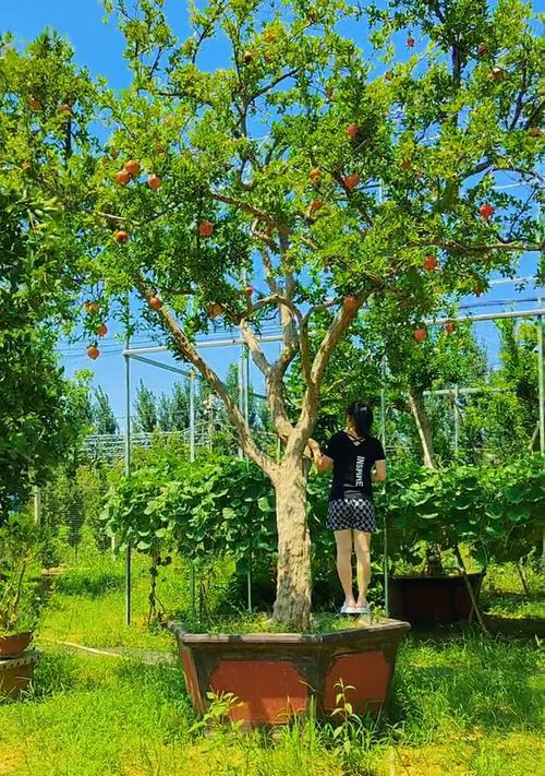 庭院造型树，创造独特风格（打造独具特色的庭院，让造型树成为焦点）