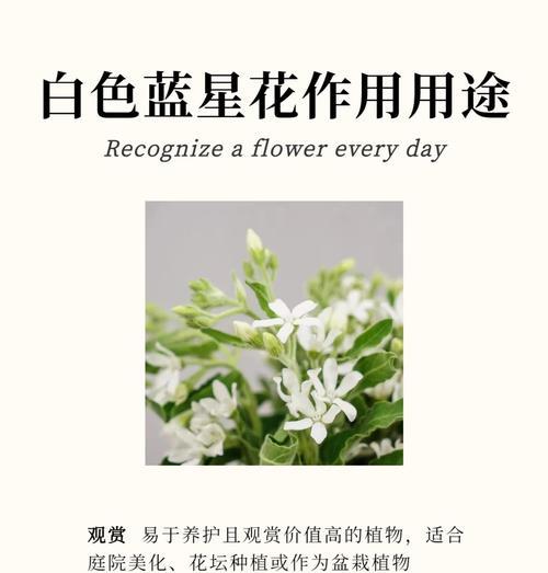 蔷薇根系发达的盆栽技巧（打造花园里的小蔷薇）