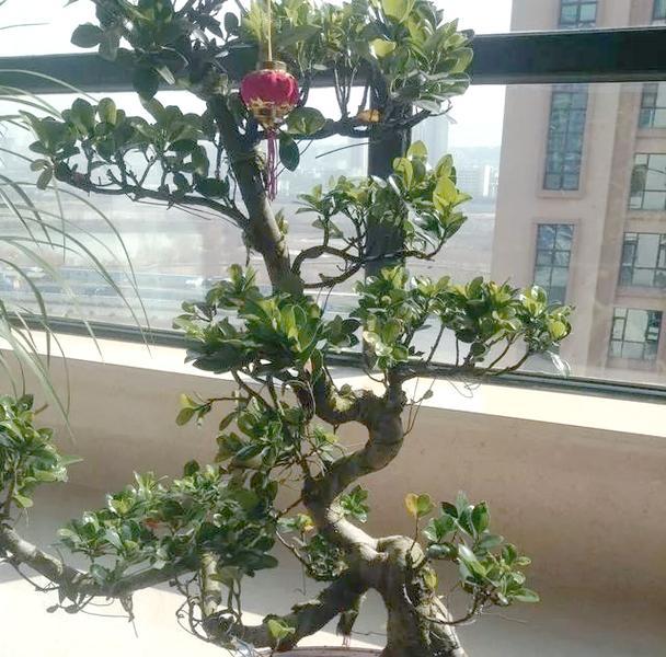 盆栽榕树掉叶子的原因及治疗方法（如何防止盆栽榕树掉叶子？解决盆栽榕树掉叶子的几种方法）