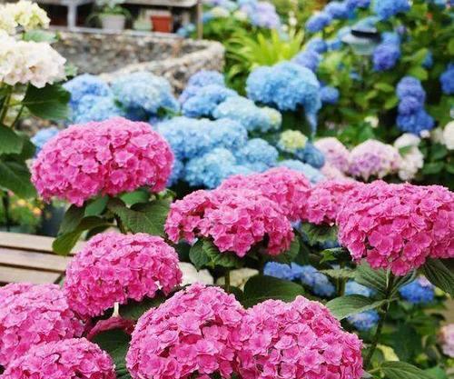探秘绣球花的阳光喜好（绣球花喜阳光，但需注意这些）