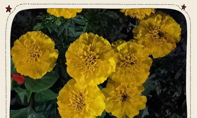 万寿菊是一年生还是多年生?(探究万寿菊的生长习性及如何栽培)