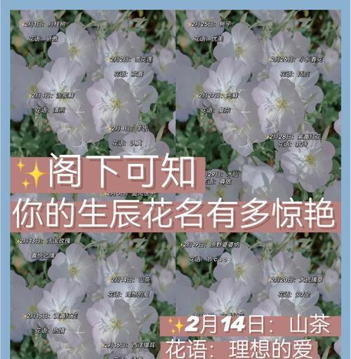 冬日里璀璨绽放的菊花（探究菊花为何在寒冷的冬天开放）