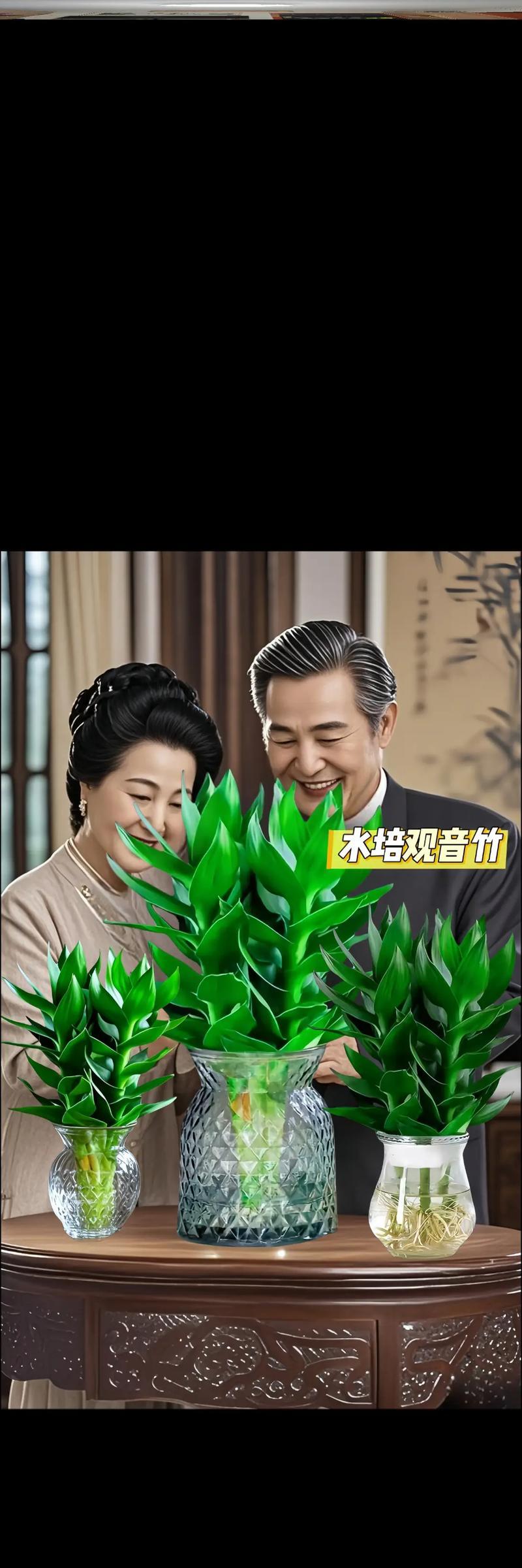 水培荷花竹的养殖全指南（从选材到养护，轻松掌握）