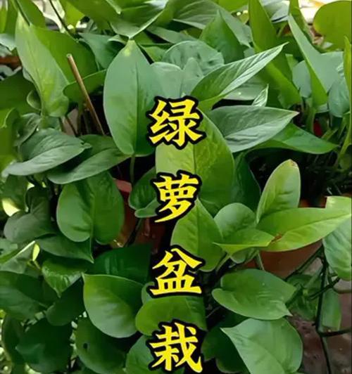 绿萝的家庭养护指南（轻松掌握绿萝养护技巧，让你的绿植更健康茁壮）