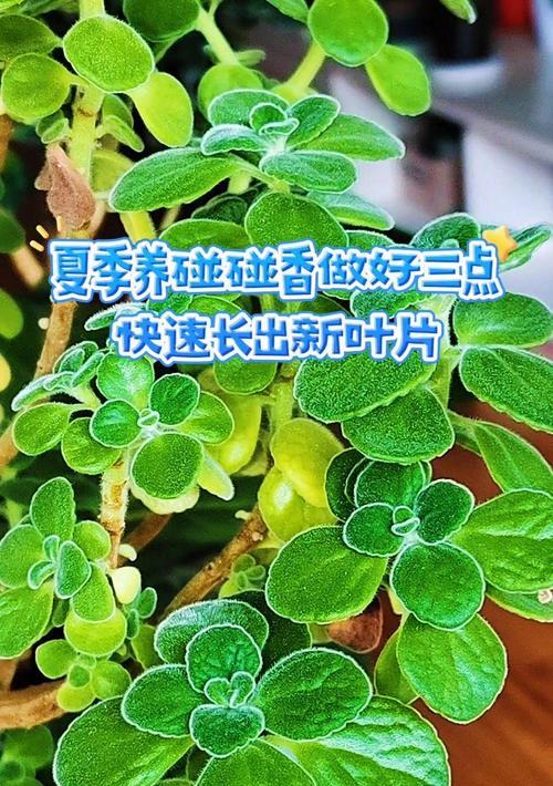 如何培养摸摸香的旺盛生长？（打造美丽的摸摸香园林）