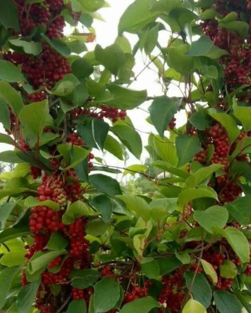 五味子的季节成熟和上市时间（五味子的特点和应用价值）