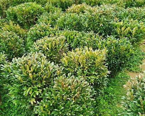 球状叶子花卉的品种特点与养护技巧（深入了解球形叶子的魅力，让您的花园更加美丽）