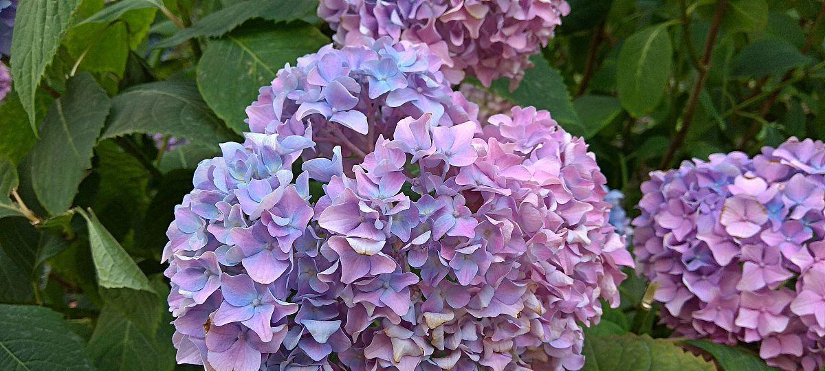 球状叶子花卉的品种特点与养护技巧（深入了解球形叶子的魅力，让您的花园更加美丽）