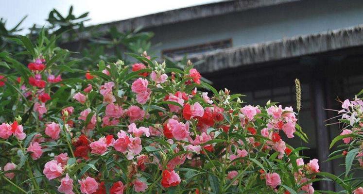 探究凤仙花是否为常绿植物（揭秘凤仙花的生长习性与特点）