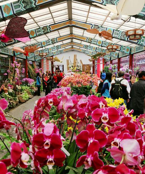 台湾花卉文化之美（走进花的世界，品味花的魅力）