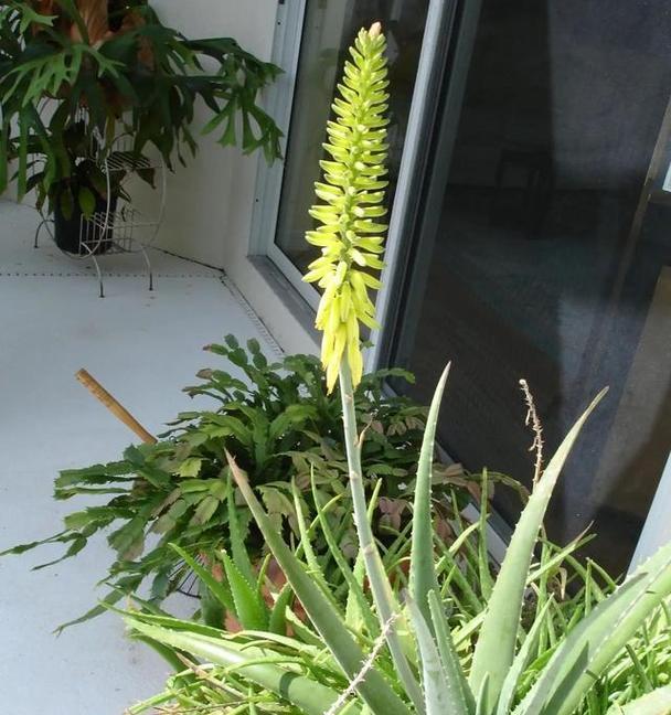 盆栽芦荟的养殖与注意事项（打造家居健康绿色植物生活）