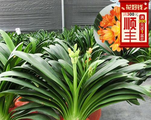君子兰（揭秘君子兰的空气净化与甲醛吸附效果）