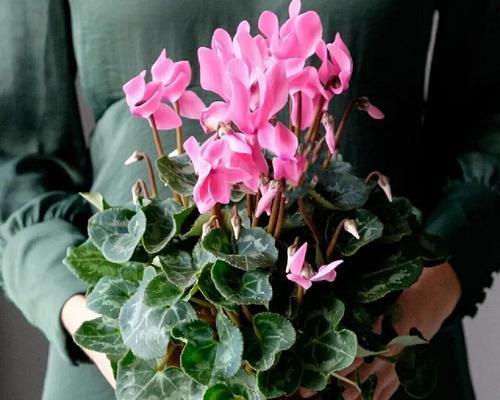探秘仙客来的生命之谜（多年生还是一年生？）
