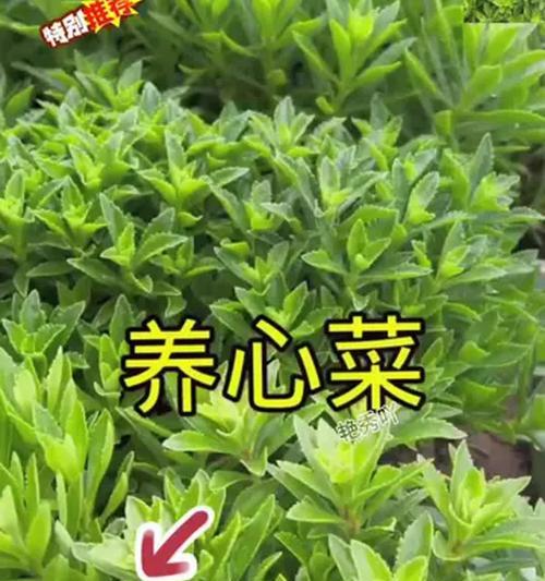 详细介绍养心菜的种植时间和方法（掌握养心菜种植技巧，享受健康生活）