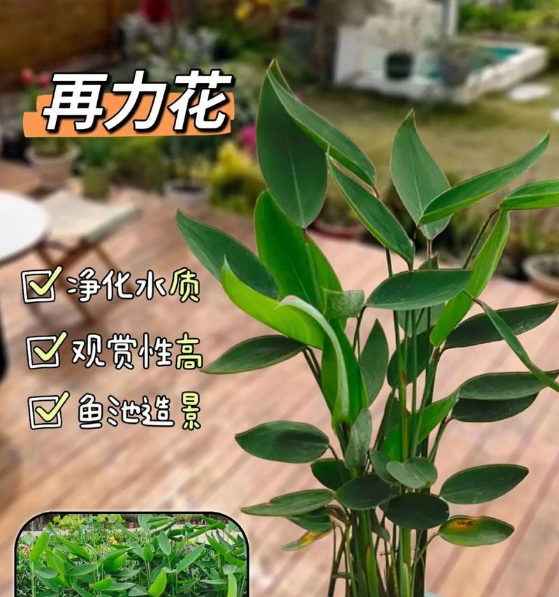 探索水生类型花卉的神奇世界（了解水生花卉的生长特点和分类种类）