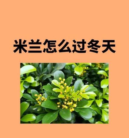 米兰冬天竟开花？（探秘米兰冬季花卉展、）