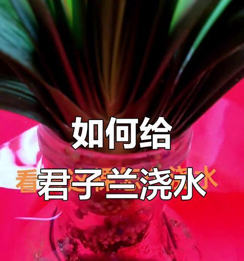 君子兰的养护技巧(浇白糖水是否适合君子兰?)