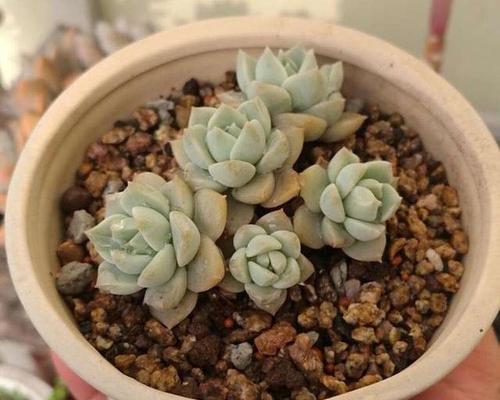 如何成功养殖景天科多肉？（掌握这些窍门，让你的多肉成为花园的明星）
