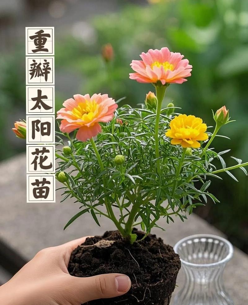 太阳花怎么快速爆盆？（从种子到花期，教你轻松打造盆栽太阳花）