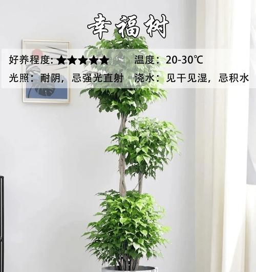 大型盆栽植物的养护与布置（打造室内外舒适绿色空间，）
