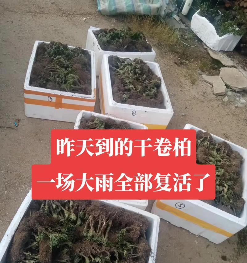 干卷柏水培养殖方法（以水为土，新型繁殖方式）