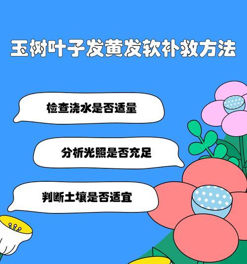 玉树叶片发黄的原因及处理方法（保持玉树叶片绿色的秘诀）