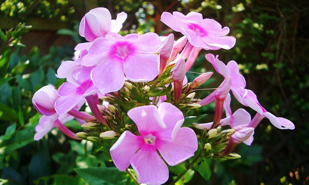 青春之花——迎春花的花语（用花语倾诉青春梦想，了解迎春花的含义）
