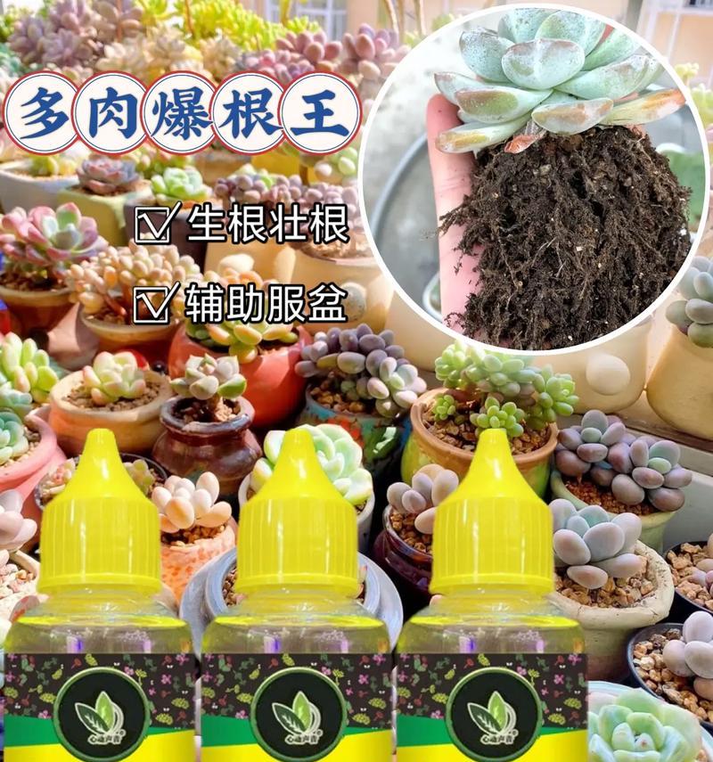 多肉什么时候播种合适？（了解多肉播种的最佳时间和技巧，让你的多肉更加健康）