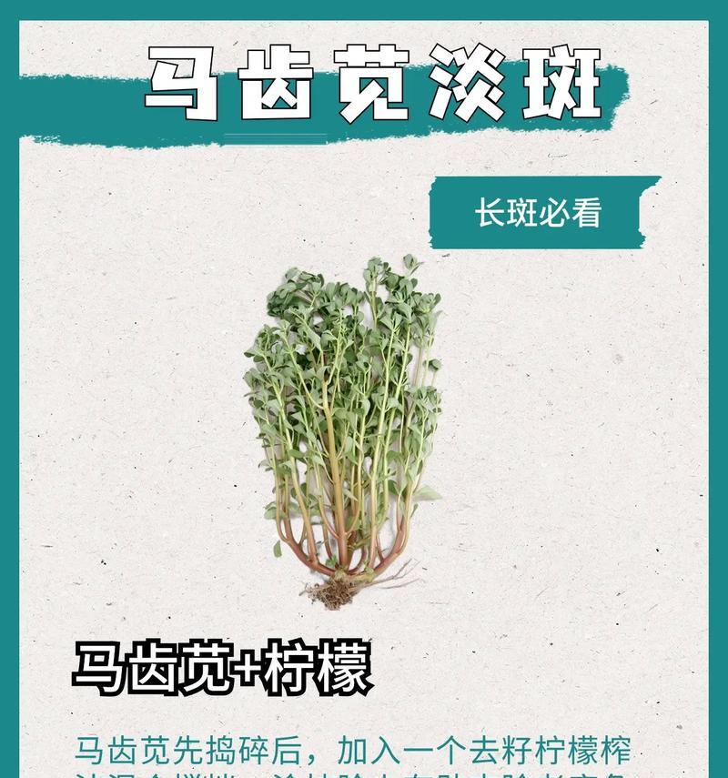回阳草全面介绍（发现回阳草的神奇功效，告别疾病烦恼）