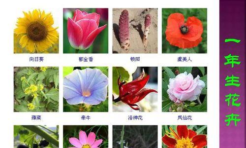 茶树籽的营养价值及食用方法（解锁茶籽的神秘面纱，掌握营养好味道）