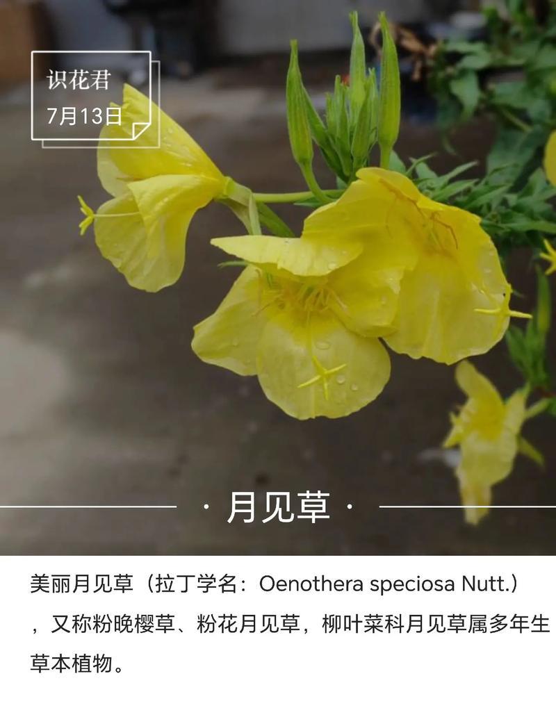 芹菜的生长习性特点及生长环境条件（从生长习性到种植技巧，让你轻松种出好芹菜）
