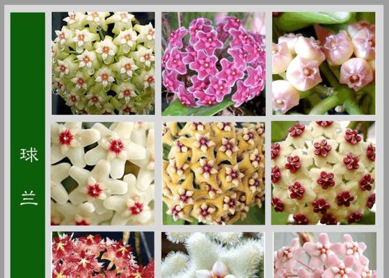 芹菜的生长习性特点及生长环境条件（从生长习性到种植技巧，让你轻松种出好芹菜）