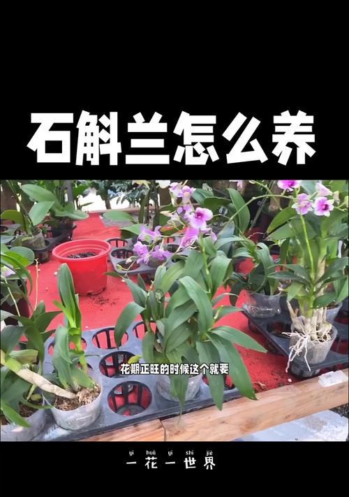 石斛的花期（石斛什么时候开花？石斛开花的时间和特点解析）