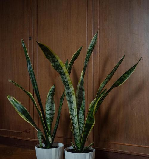 可乐浇虎皮兰，有益还是有害？（探讨可乐对虎皮兰生长的影响，防止植物受损）