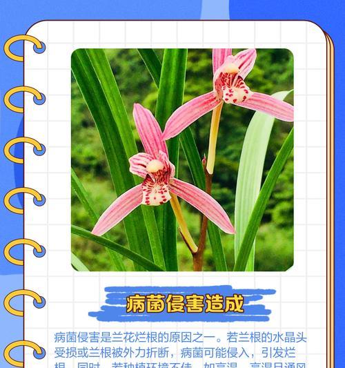 如何应对兰花烂心问题（教你正确处理兰花烂心，让花卉更加健康美丽）