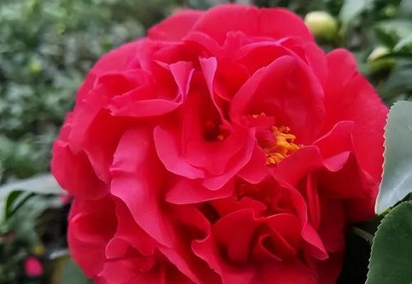 开花香味浓，美丽花卉盘点（荷花、月季、茉莉等花卉香气浓郁）