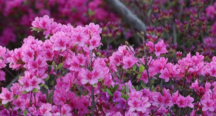 杜鹃花和三角梅的区别（一起来了解这两种花的特点吧！）