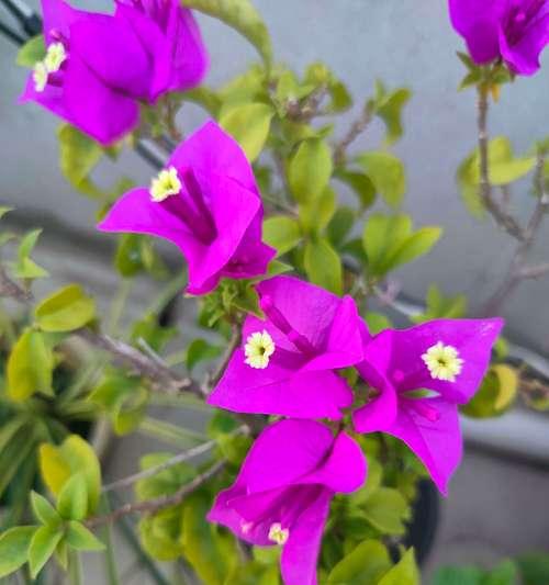 杜鹃花和三角梅的区别（一起来了解这两种花的特点吧！）