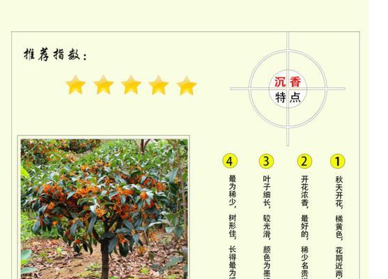 丹桂花期长达两个月，秋日芳香满溢（探究丹桂花的开放时间和特点）