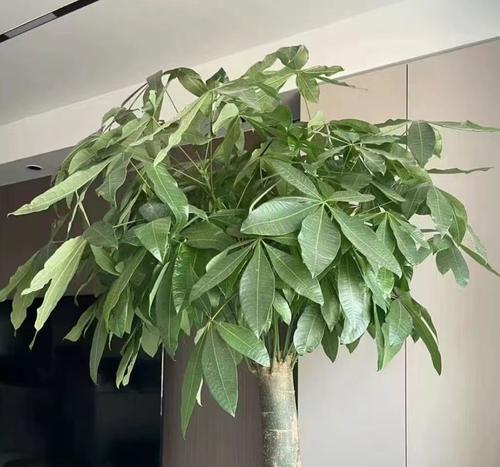 如何养好大发财树?(让你的大发财树更茂盛,更开心生长)