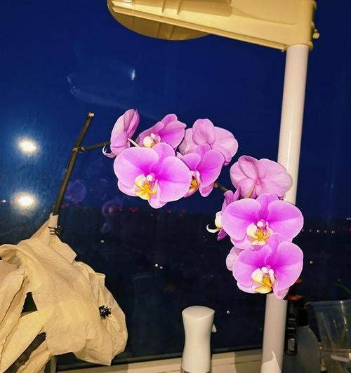 光棍花——爱情的象征（解读光棍花的花语和传说）
