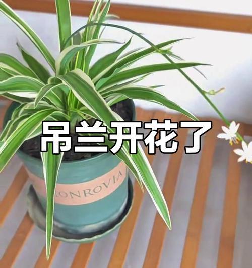 吊兰的开花时间及季节（掌握吊兰开花时间，让你的盆栽更美）