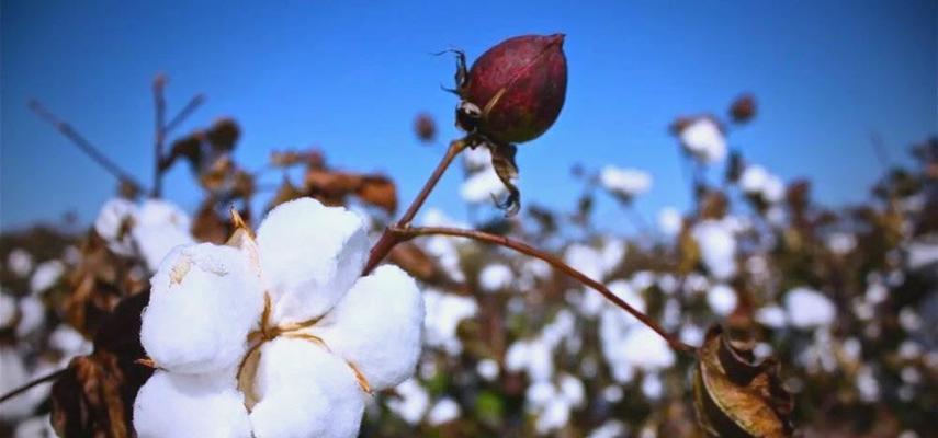 棉花收获时间的确定与掌握（从生长环境到成熟期，掌握棉花收获的关键）
