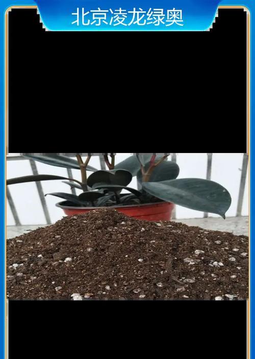 泥炭土的适合种植植物之探究（从土壤特性到植物选择的全面分析）
